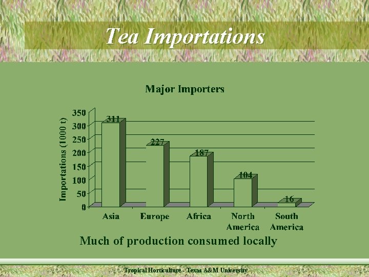 Tea Importations Much of production consumed locally Tropical Horticulture - Texas A&M University 