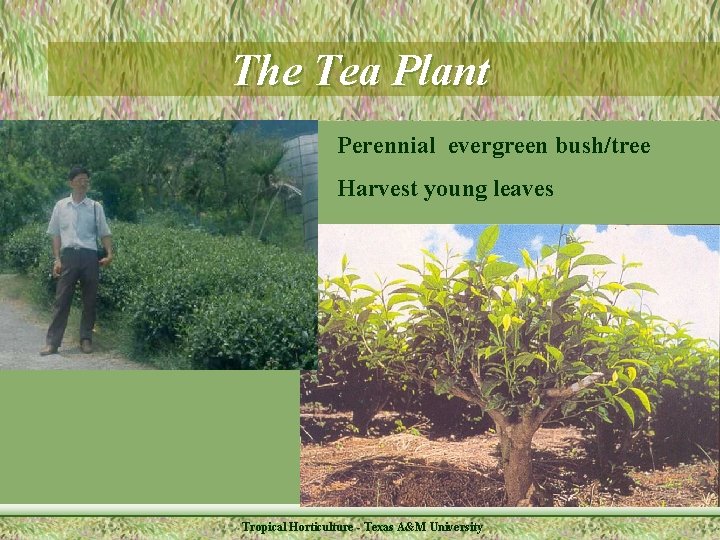 The Tea Plant Perennial evergreen bush/tree Harvest young leaves Tropical Horticulture - Texas A&M