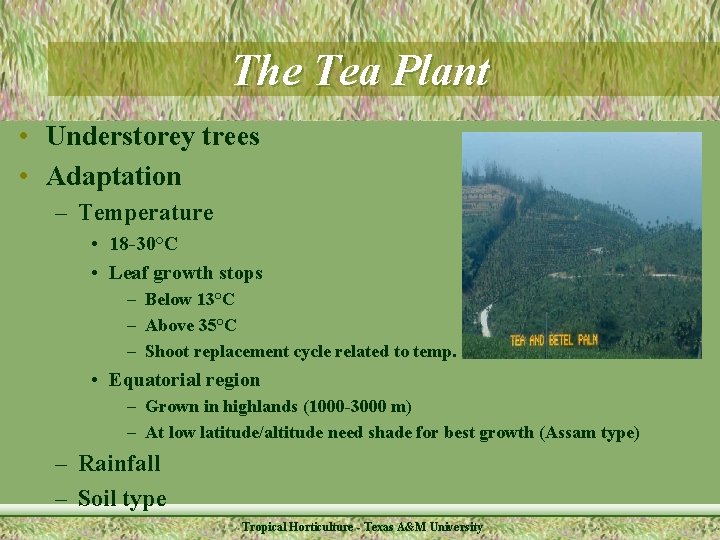 The Tea Plant • Understorey trees • Adaptation – Temperature • 18 -30°C •