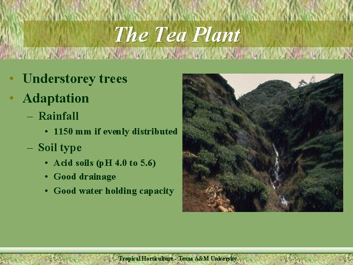 The Tea Plant • Understorey trees • Adaptation – Rainfall • 1150 mm if