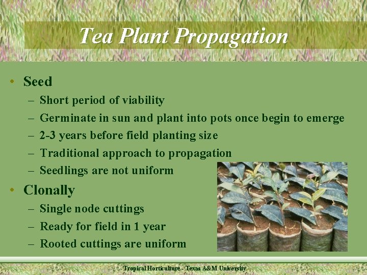 Tea Plant Propagation • Seed – – – Short period of viability Germinate in