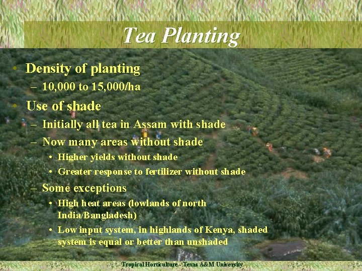 Tea Planting • Density of planting – 10, 000 to 15, 000/ha • Use