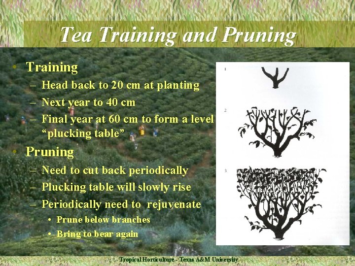 Tea Training and Pruning • Training – Head back to 20 cm at planting