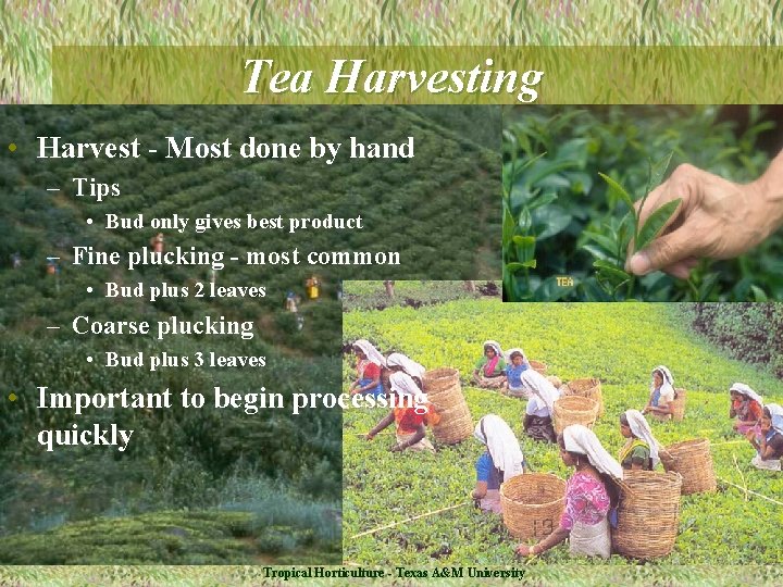Tea Harvesting • Harvest - Most done by hand – Tips • Bud only