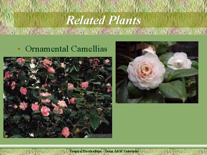 Related Plants • Ornamental Camellias Tropical Horticulture - Texas A&M University 