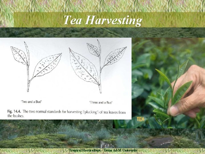 Tea Harvesting Tropical Horticulture - Texas A&M University 