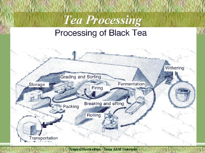 Tea Processing Tropical Horticulture - Texas A&M University 