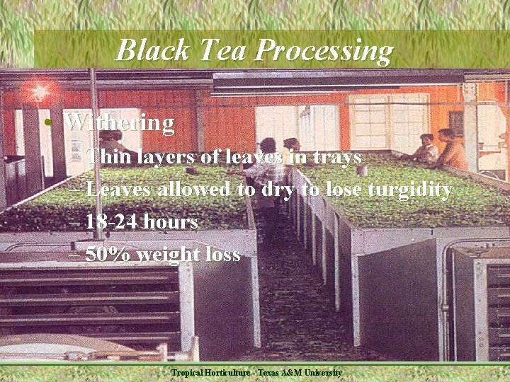 Black Tea Processing • Withering – Thin layers of leaves in trays – Leaves