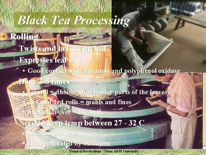 Black Tea Processing • Rolling – Twists and breaks up leaf – Expresses leaf