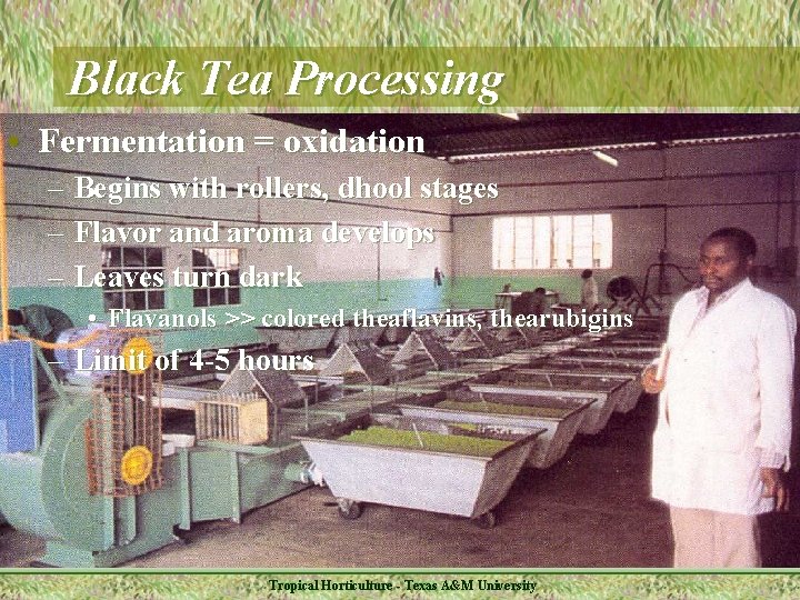 Black Tea Processing • Fermentation = oxidation – Begins with rollers, dhool stages –