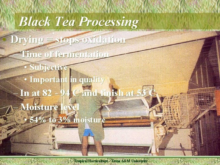 Black Tea Processing • Drying = stops oxidation – Time of fermentation • Subjective