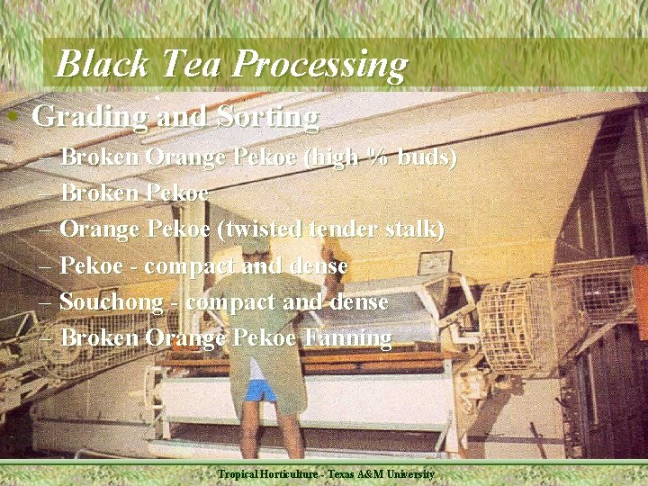 Black Tea Processing • Grading and Sorting – Broken Orange Pekoe (high % buds)