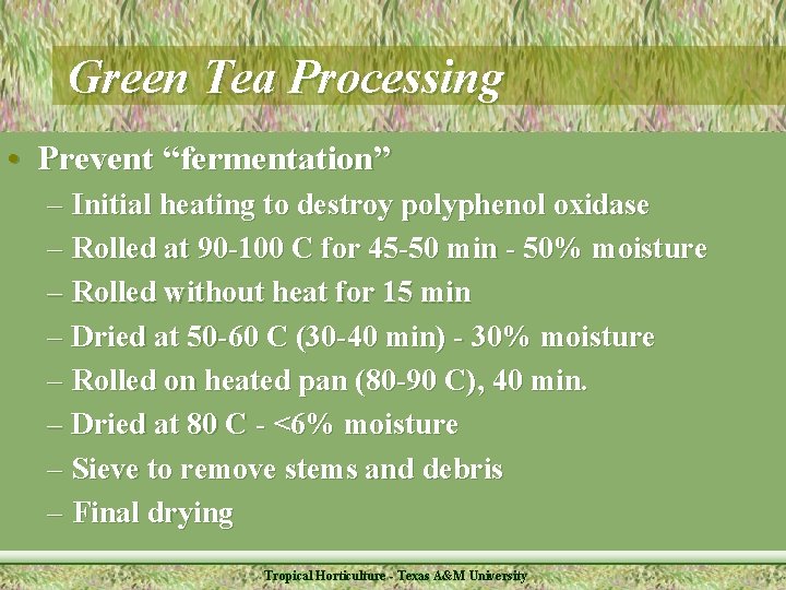 Green Tea Processing • Prevent “fermentation” – Initial heating to destroy polyphenol oxidase –