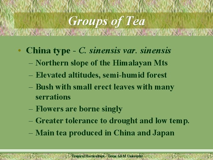 Groups of Tea • China type - C. sinensis var. sinensis – Northern slope