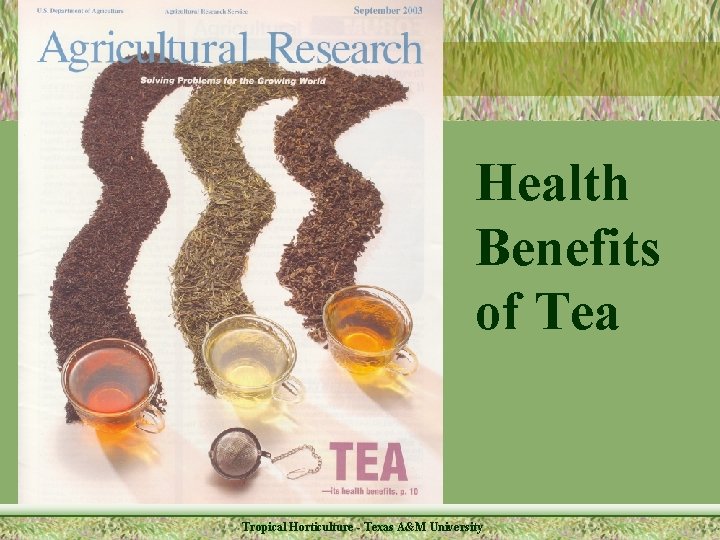 Health Benefits of Tea Tropical Horticulture - Texas A&M University 