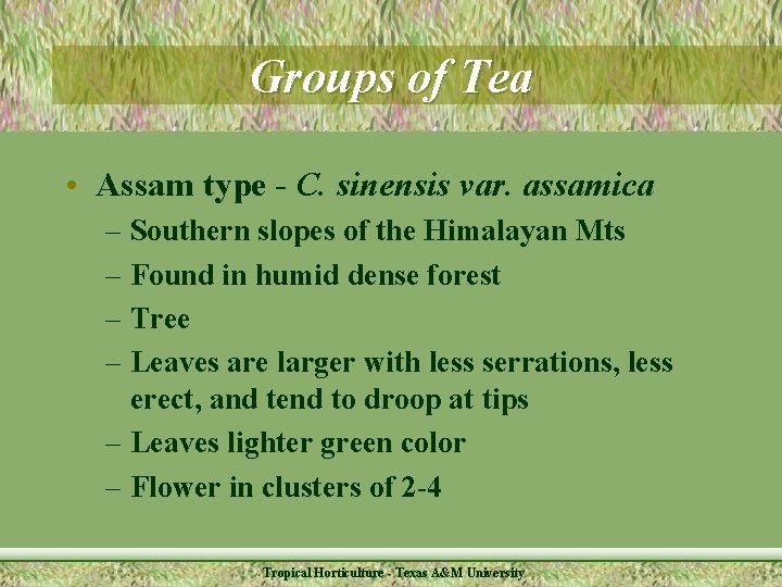 Groups of Tea • Assam type - C. sinensis var. assamica – Southern slopes