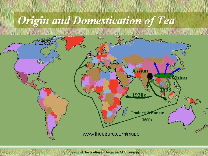 Origin and Domestication of Tea Assam China 1930 s 1833 Trade with Europe 1600