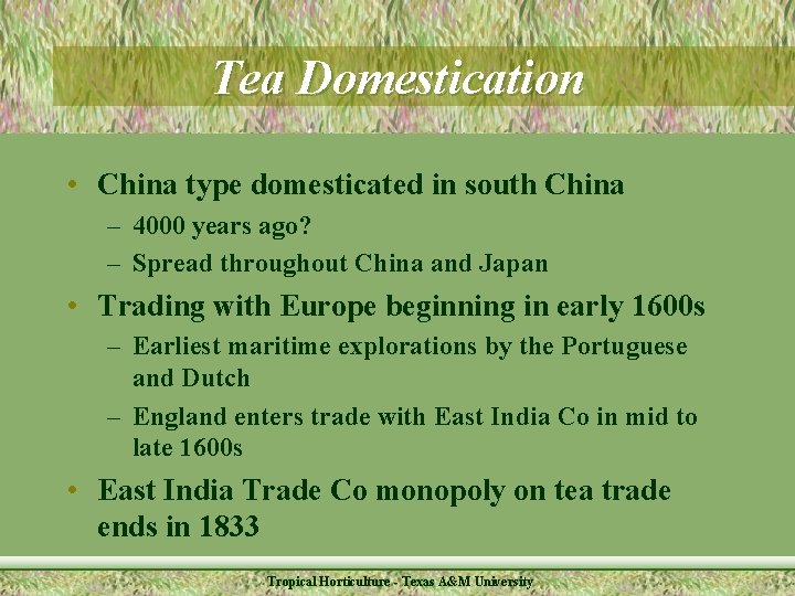 Tea Domestication • China type domesticated in south China – 4000 years ago? –