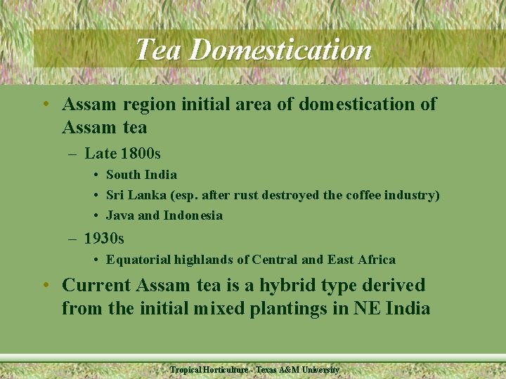 Tea Domestication • Assam region initial area of domestication of Assam tea – Late