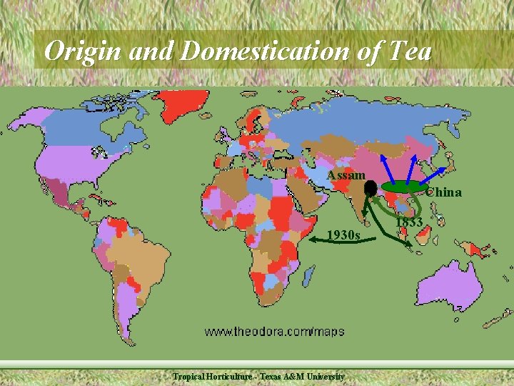 Origin and Domestication of Tea Assam China 1930 s Tropical Horticulture - Texas A&M