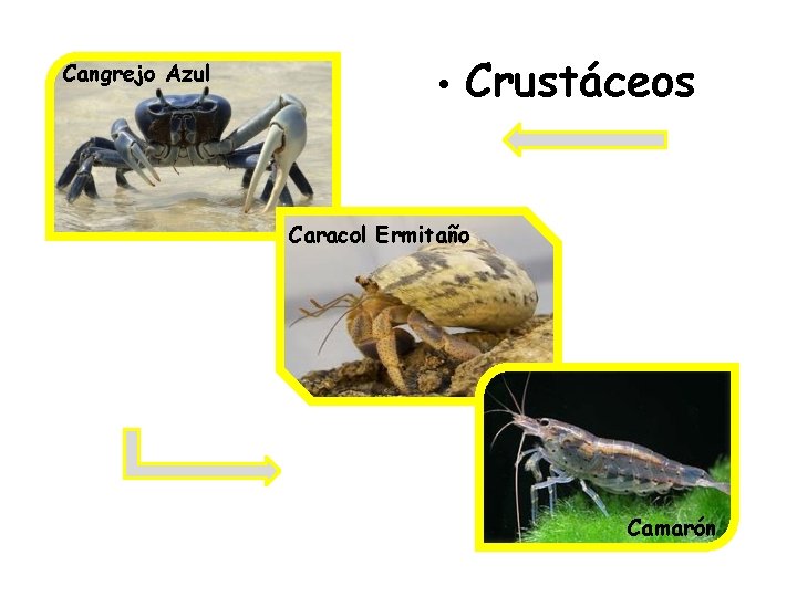 Cangrejo Azul • Crustáceos Caracol Ermitaño Camarón 