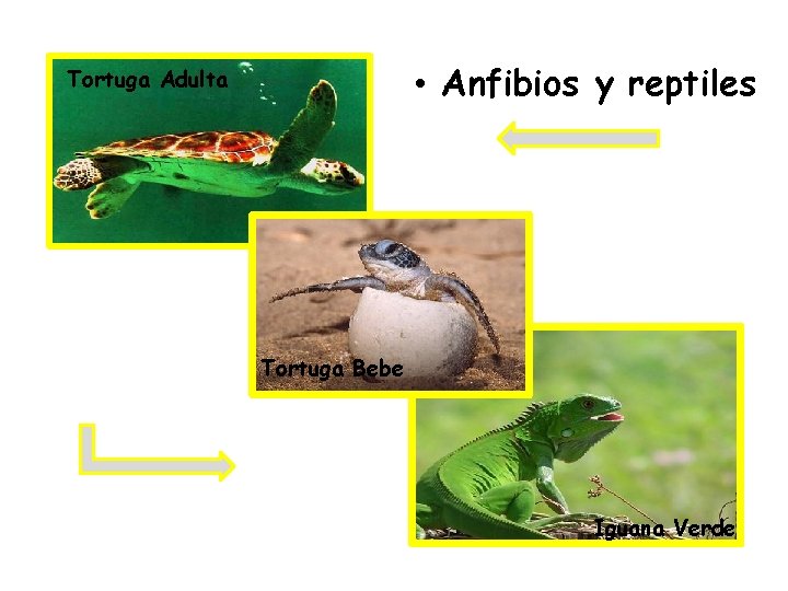  • Anfibios y reptiles Tortuga Adulta Tortuga Bebe Iguana Verde 