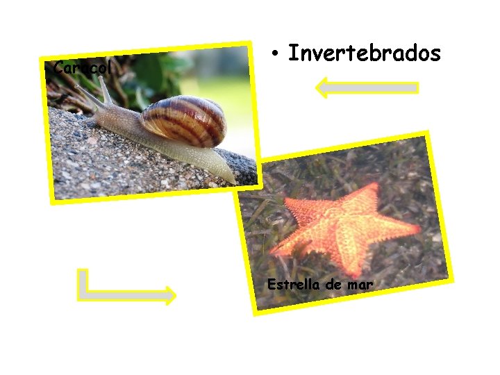 Caracol • Invertebrados Estrella de mar 