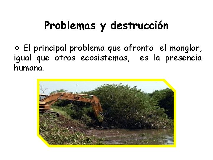 Problemas y destrucción v El principal problema que afronta el manglar, igual que otros