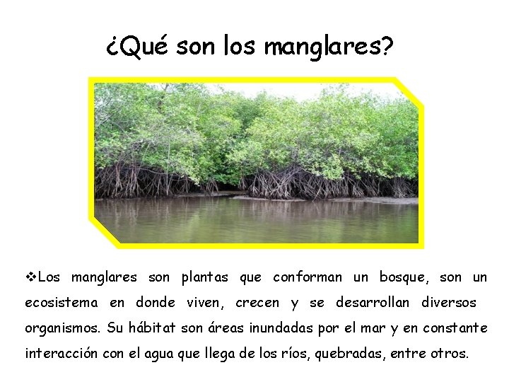 ¿Qué son los manglares? v. Los manglares son plantas que conforman un bosque, son