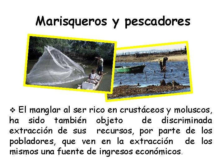 Marisqueros y pescadores v El manglar al ser rico en crustáceos y moluscos, ha