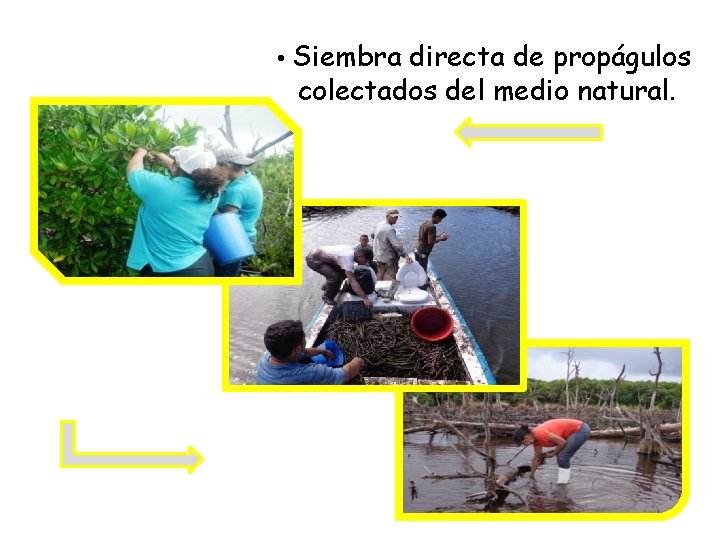  • Siembra directa de propágulos colectados del medio natural. 