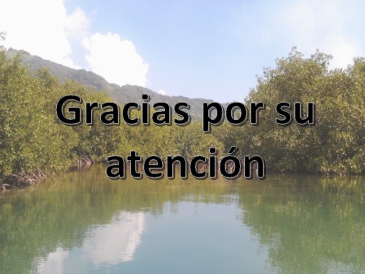 Gracias por su atención 