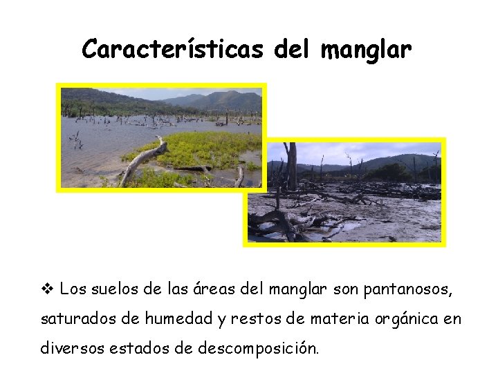 Características del manglar v Los suelos de las áreas del manglar son pantanosos, saturados
