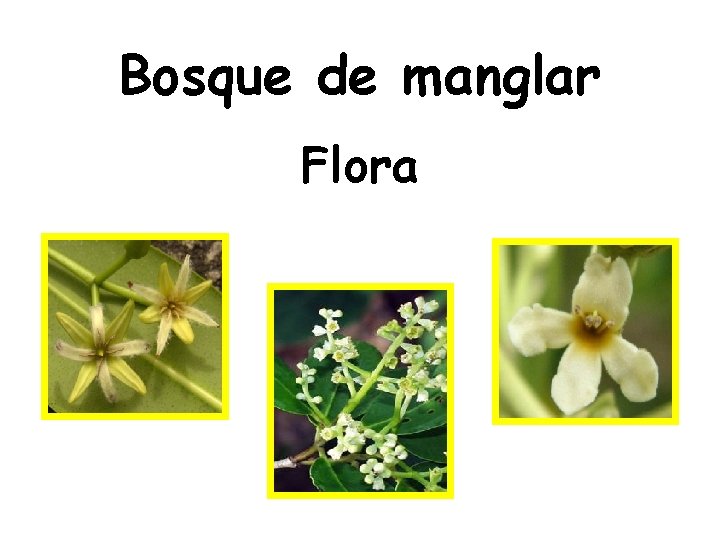 Bosque de manglar Flora 