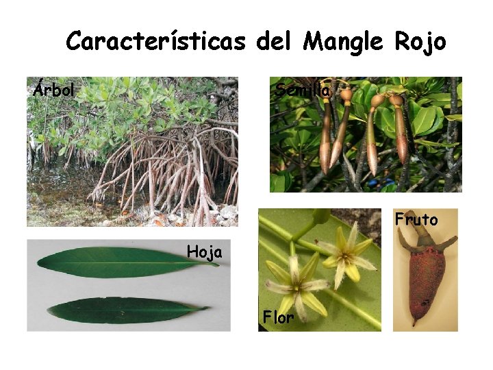 Características del Mangle Rojo Árbol Semilla Fruto Hoja Flor 