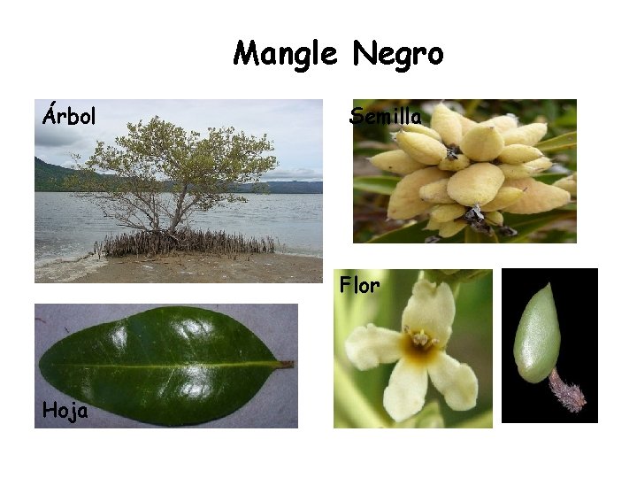 Mangle Negro Árbol Semilla Flor Hoja Fruto 