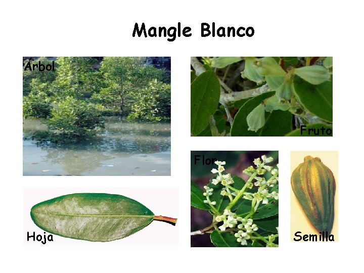 Mangle Blanco Árbol Fruto Flor Hoja Semilla 