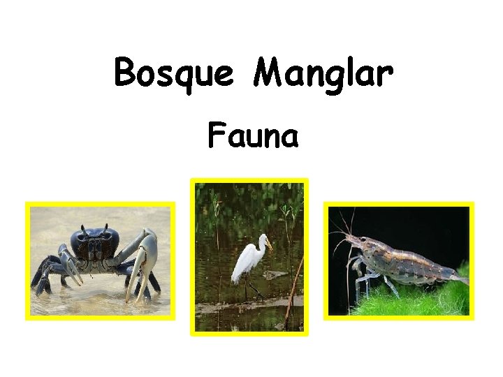 Bosque Manglar Fauna 