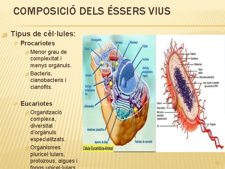 COMPOSICIÓ DELS ÉSSERS VIUS Tipus de cèl·lules: Procariotes Menor grau de complexitat i menys