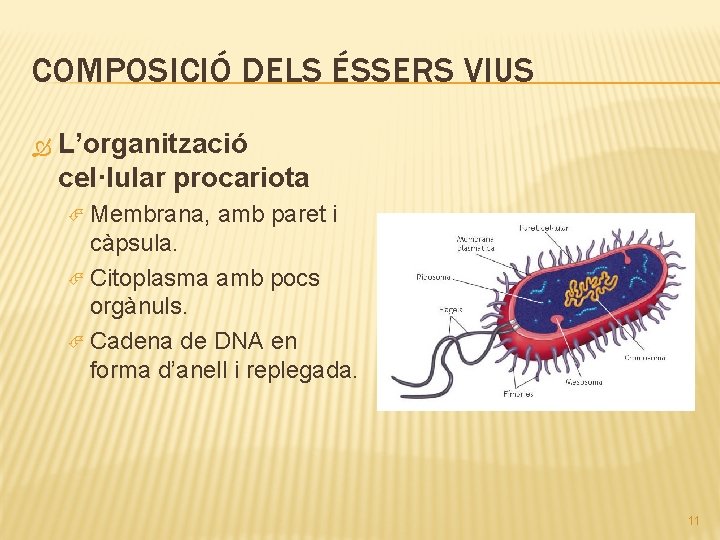 COMPOSICIÓ DELS ÉSSERS VIUS L’organització cel·lular procariota Membrana, amb paret i càpsula. Citoplasma amb