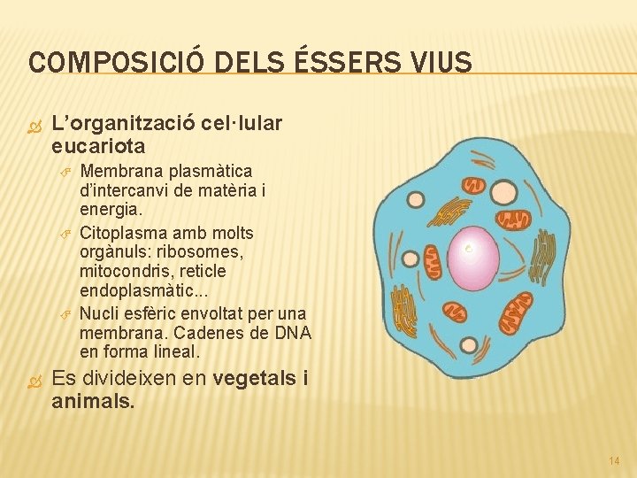 COMPOSICIÓ DELS ÉSSERS VIUS L’organització cel·lular eucariota Membrana plasmàtica d’intercanvi de matèria i energia.