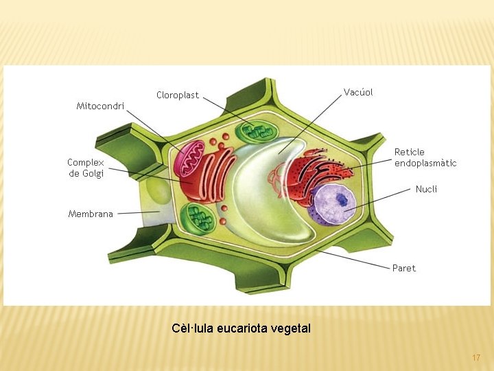 Cèl·lula eucariota vegetal 17 