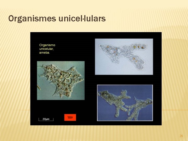 Organismes unicel·lulars 26 