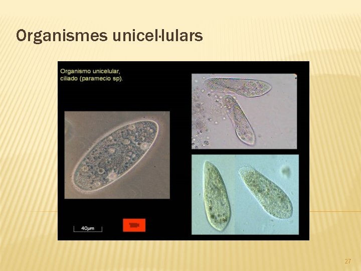 Organismes unicel·lulars 27 
