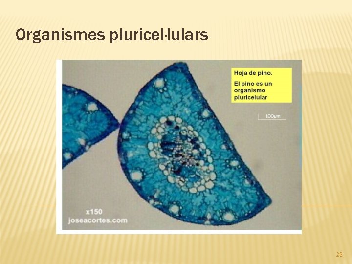 Organismes pluricel·lulars 29 