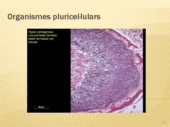 Organismes pluricel·lulars 30 