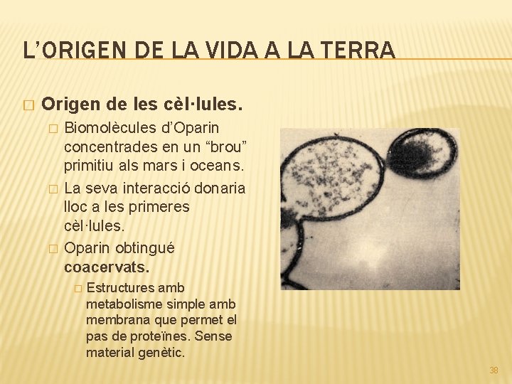 L’ORIGEN DE LA VIDA A LA TERRA � Origen de les cèl·lules. � �