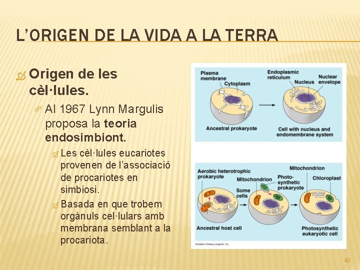 L’ORIGEN DE LA VIDA A LA TERRA Origen de les cèl·lules. Al 1967 Lynn