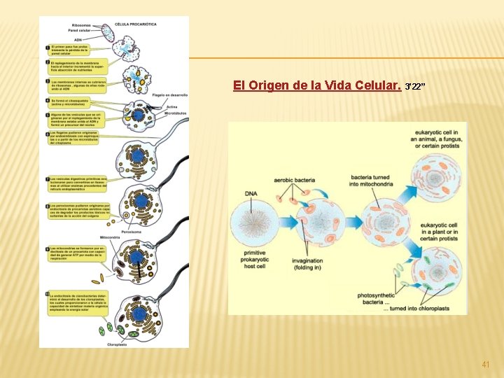 El Origen de la Vida Celular. 3’ 22’’ 41 