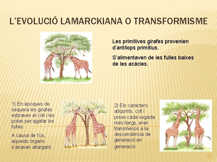 L’EVOLUCIÓ LAMARCKIANA O TRANSFORMISME Les primitives girafes provenien d’antílops primitius. S’alimentaven de les fulles